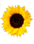 girasole GIRASOLE Girasole girasoli GIRASOLI Girasoli fiore FIORE Fiore fiori FIORI Fiori piante PIANTE Piante pianta PIANTA Pianta gif animate GIF ANIMATE Gif Animate