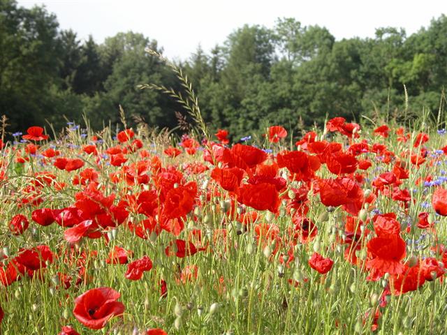 fiore FIORE Fiore fiori FIORI Fiori piante PIANTE Piante pianta PIANTA Pianta gif animate GIF ANIMATE Gif Animate