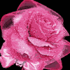 rosa ROSA Rosa rose ROSE Rose bocciolo BOCCIOLO Bocciolo boccioli BOCCIOLI Boccioli fiore FIORE Fiore fiori FIORI Fiori piante PIANTE Piante pianta PIANTA Pianta gif animate GIF ANIMATE Gif Animate