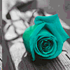 rosa ROSA Rosa rose ROSE Rose bocciolo BOCCIOLO Bocciolo boccioli BOCCIOLI Boccioli fiore FIORE Fiore fiori FIORI Fiori piante PIANTE Piante pianta PIANTA Pianta gif animate GIF ANIMATE Gif Animate