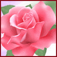 rosa ROSA Rosa rose ROSE Rose bocciolo BOCCIOLO Bocciolo boccioli BOCCIOLI Boccioli fiore FIORE Fiore fiori FIORI Fiori piante PIANTE Piante pianta PIANTA Pianta gif animate GIF ANIMATE Gif Animate