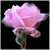 rosa ROSA Rosa rose ROSE Rose bocciolo BOCCIOLO Bocciolo boccioli BOCCIOLI Boccioli fiore FIORE Fiore fiori FIORI Fiori piante PIANTE Piante pianta PIANTA Pianta gif animate GIF ANIMATE Gif Animate