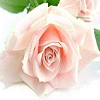 rosa ROSA Rosa rose ROSE Rose bocciolo BOCCIOLO Bocciolo boccioli BOCCIOLI Boccioli fiore FIORE Fiore fiori FIORI Fiori piante PIANTE Piante pianta PIANTA Pianta gif animate GIF ANIMATE Gif Animate