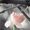 rosa ROSA Rosa rose ROSE Rose bocciolo BOCCIOLO Bocciolo boccioli BOCCIOLI Boccioli fiore FIORE Fiore fiori FIORI Fiori piante PIANTE Piante pianta PIANTA Pianta gif animate GIF ANIMATE Gif Animate