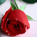 rosa ROSA Rosa rose ROSE Rose bocciolo BOCCIOLO Bocciolo boccioli BOCCIOLI Boccioli fiore FIORE Fiore fiori FIORI Fiori piante PIANTE Piante pianta PIANTA Pianta gif animate GIF ANIMATE Gif Animate