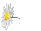 margherita MARGHERITA Margherita margherite MARGHERITE Margherite fiore FIORE Fiore fiori FIORI Fiori piante PIANTE Piante pianta PIANTA Pianta gif animate GIF ANIMATE Gif Animate