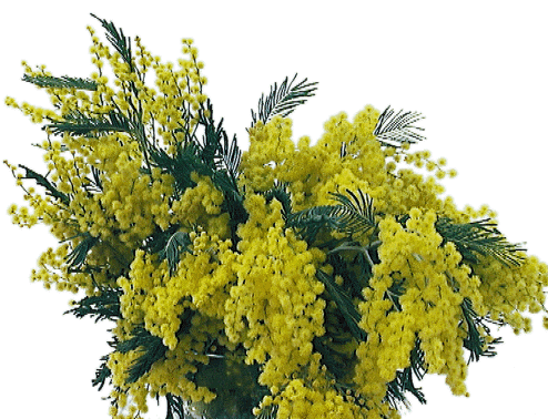 mimosa MIMOSA Mimosa mimose MIMOSE Mimose fiore FIORE Fiore fiori FIORI Fiori piante PIANTE Piante pianta PIANTA Pianta gif animate GIF ANIMATE Gif Animate